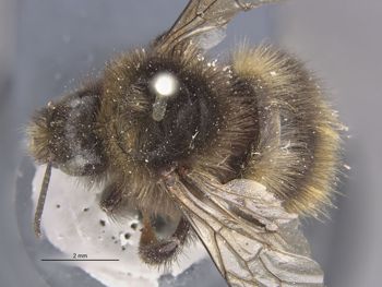 Media type: image;   Entomology 564 Aspect: habitus dorsal view